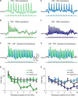 Cross-Whisker Adaptation of Neurons in Layer 2/3 of the Rat Barrel Cortex